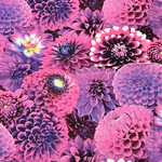 NEW! Dahlias Dahhhling! *Custom Order Cotton Top Reusable Cloth Pads